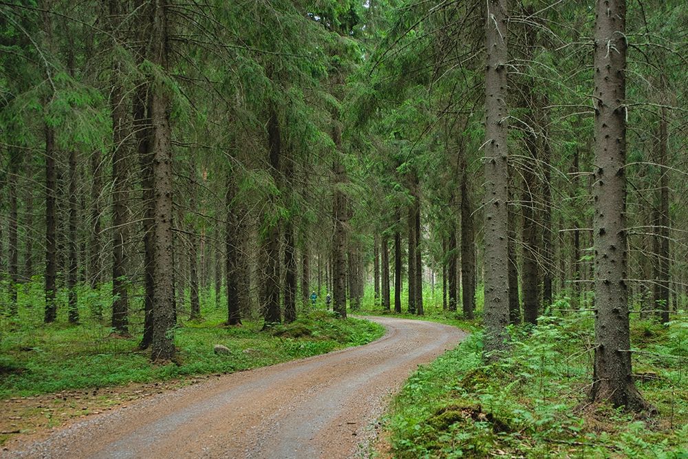 Finlandia-Savonlinna-dirt road in a spruce forest art print by Michele Molinari for $57.95 CAD